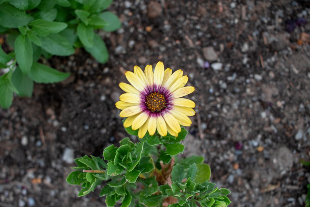 Photo Colorful flowers