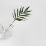 Photo Indoor plant care