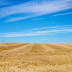 Golurile de cules din calendarul stupinei: ce plante melifere anuale și perene propune un furnizor de semințe din Bihor